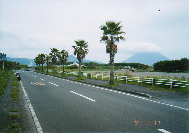 国道226号のヤシ並木。遠くに開聞岳が見える(鹿児島県、1991年8月17日)