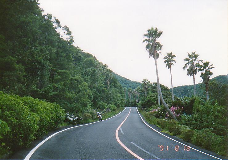 佐多岬ロードパーク。まるで熱帯に来たみたい。(1991年8月18日)