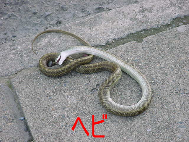 県道宇都宮笠間線の道路上に横たわるヘビ