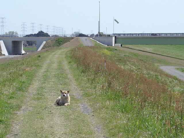 若草大橋近くの堤防でひなたぼっこする犬