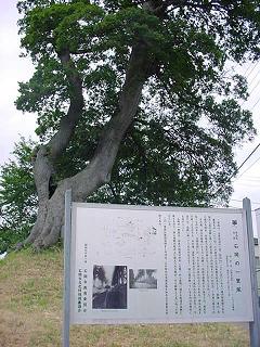 石岡の一里塚に残る巨木
