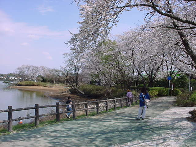 砂沼遊歩道の道沿いに咲く桜