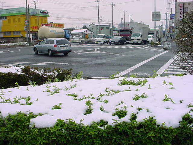 道端に植えられたツツジがうっすらと雪化粧