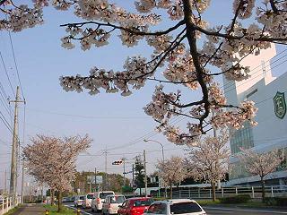 桜が満開の並木道