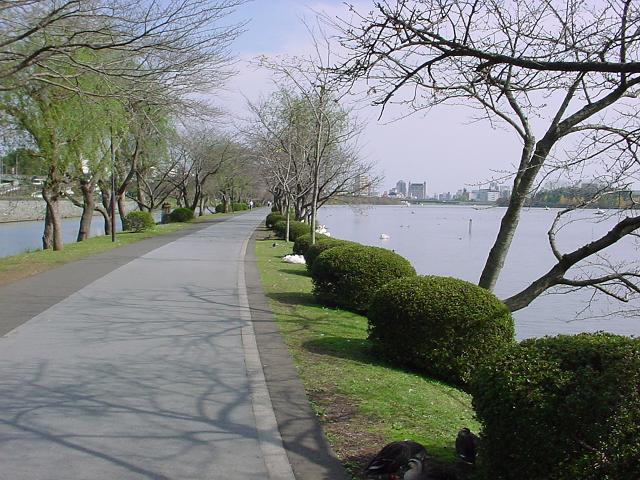 千波湖畔を通る歩道