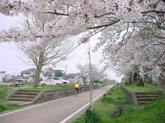 常陸小田駅跡に咲く桜