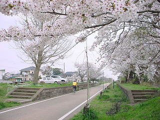 常陸小田駅に咲く桜