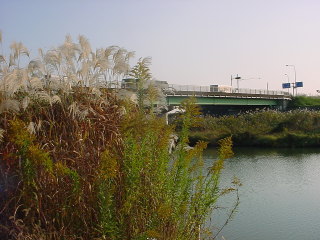 ススキの穂が揺れる国道6号の桜川橋