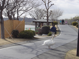 千波湖の周回路を散歩する白鳥