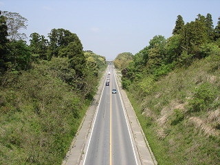 新緑の中を通る県道206号(新川江戸崎線)