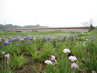 牛久市観光アヤメ園に咲くアヤメと、稲荷川にかかる三日月橋