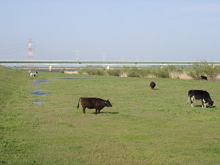 常総大橋のたもとで放牧されている牛